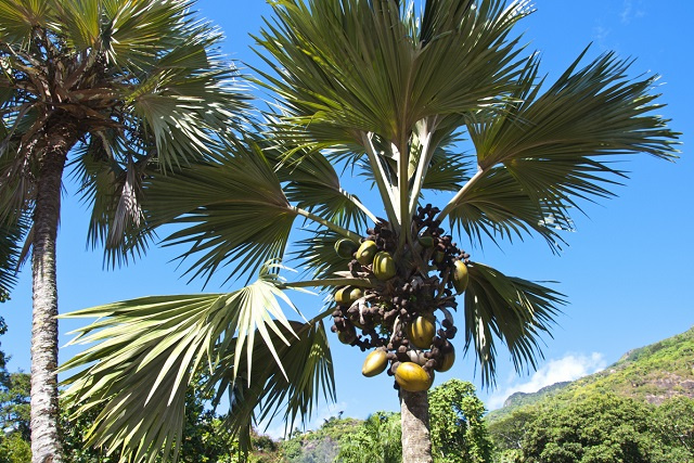 A walk-in Victoria reveals 4 rare plants to discover in Seychelles