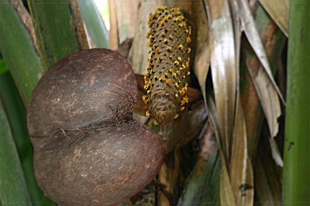 Gender of coco-de-mer seeds in Seychelles are split 50-50 male and female, new research finds