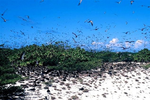 New island designated for collection of a delicacy in Seychelles: bird eggs
