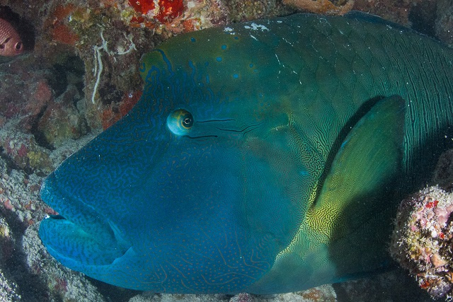 2 of Seychelles' islands found to be crucial habitat for endangered coral reef fish