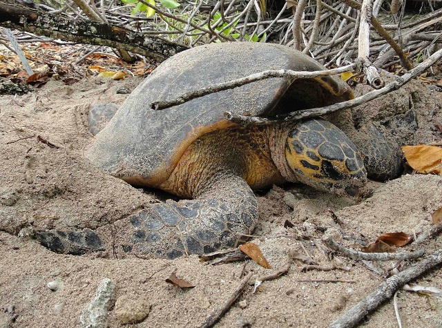 Sea turtle population stable in Seychelles despite ongoing poaching incidents