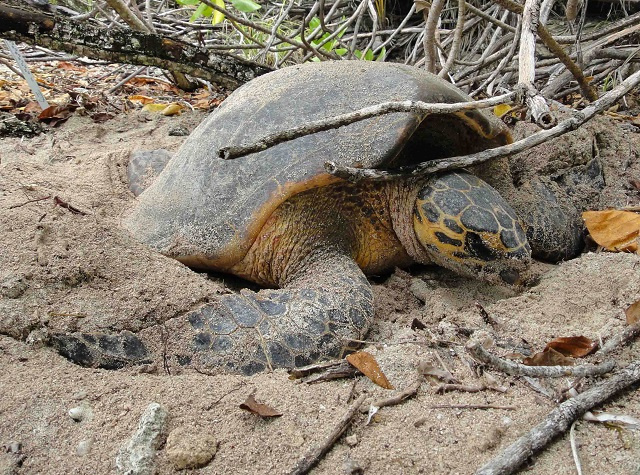 La population de tortues de mer est stable aux Seychelles malgré les incidents de braconnage en cours