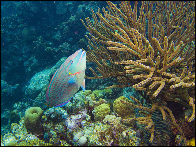 L'arrêt de la pêche pendant six mois, dans une zone des Seychelles, entraîne une croissance de 6 cm des poissons