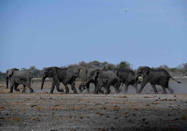 Natural toxins likely killed hundreds of Botswana elephants: govt