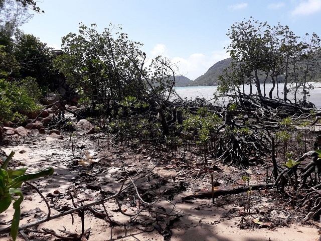 Efforts underway in Seychelles' Praslin Island to restore wetland, loss of biodiversity