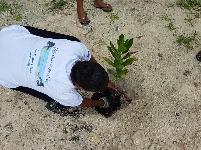 100,000 trees to be planted in Seychelles by Xmas with help from jobless tourism workers
