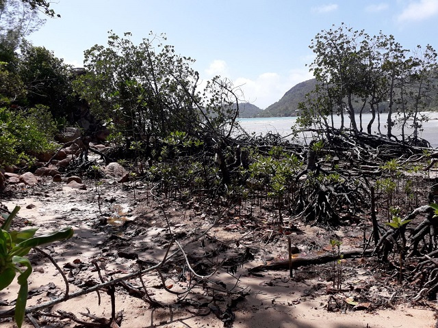 Efforts en cours sur l'île de Praslin aux Seychelles pour restaurer les zones humides