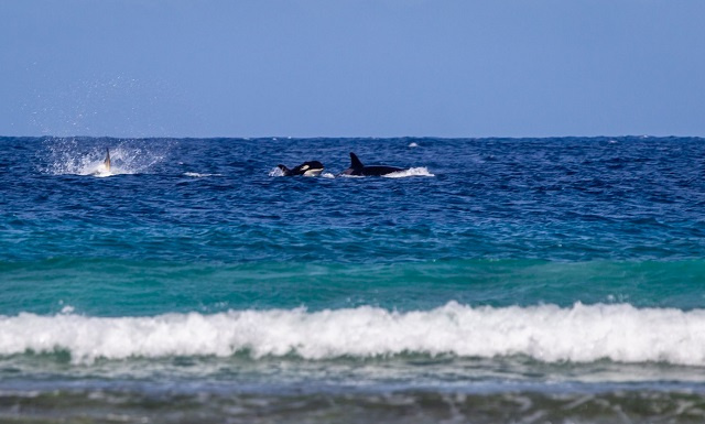 Fourth sighting in 20 years: Killer whales seen off Seychellois island