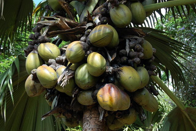 Seychelles' rare coco de mer nut on sale to help struggling park system