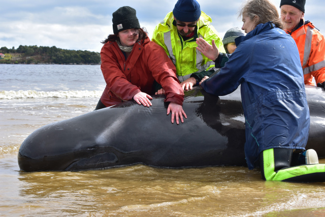 Whale rescuers face grim task in Australia mass stranding