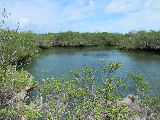 Seychelles' Aldabra atoll has tolerance for heat-induced coral bleaching, research shows