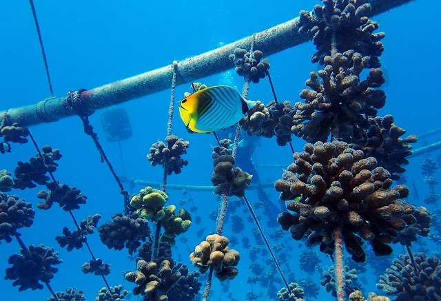Plus de 50 000 coraux produits dans des pépinières après 10 ans de travail par Nature Seychelles