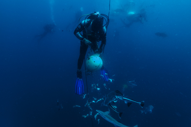 High cost to wildlife from shark nets protecting S.Africa beaches