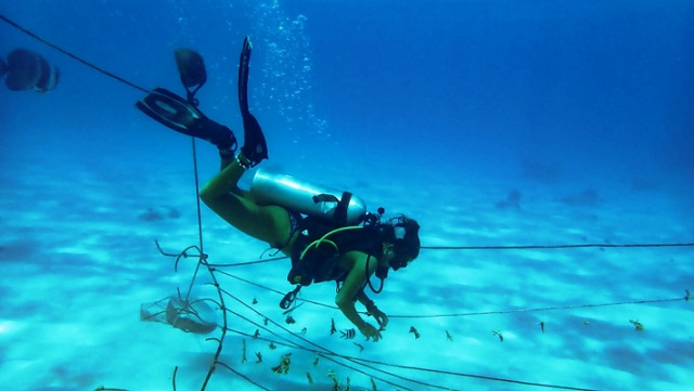 Marine Conservation Society Seychelles restoring reef at Ste Anne Marine National Park