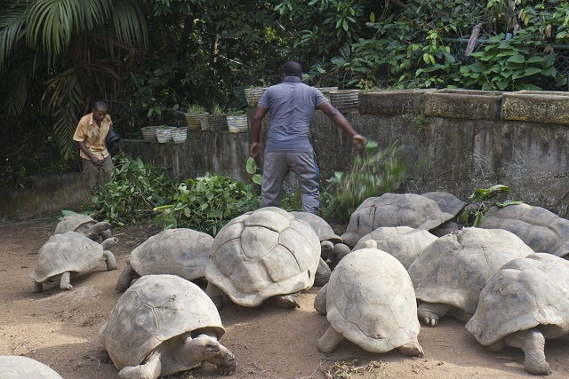 Seychelles to count, check up on giant tortoises being kept in captivity