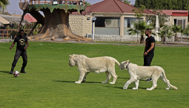 S. Africa to ban breeding lions in captivity for hunting