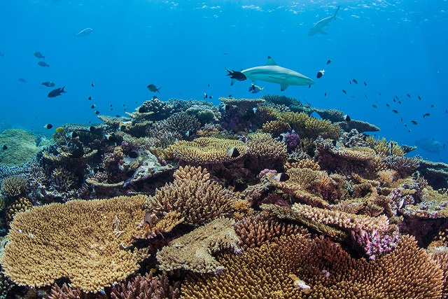 La loi sur la protection des animaux des Seychelles, datant des années 1960, est actualisée, en mettant l'accent sur les espèces marines