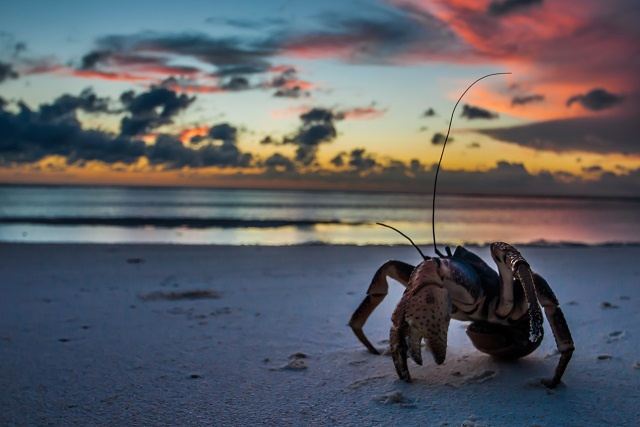 In decline elsewhere, new research confirms a healthy population of coconut crab on Seychelles' Aldabra Atoll