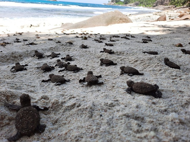 Protected areas proposed for hawksbill sea turtle nesting period on Seychelles' main island