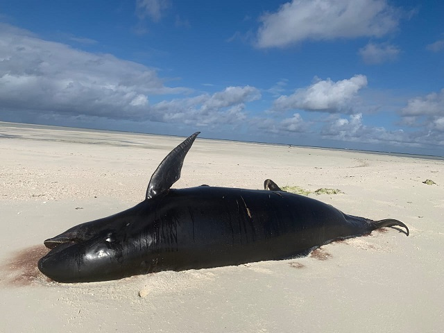 5 melon-headed whales wash up on remote Seychellois island; cause of death not known