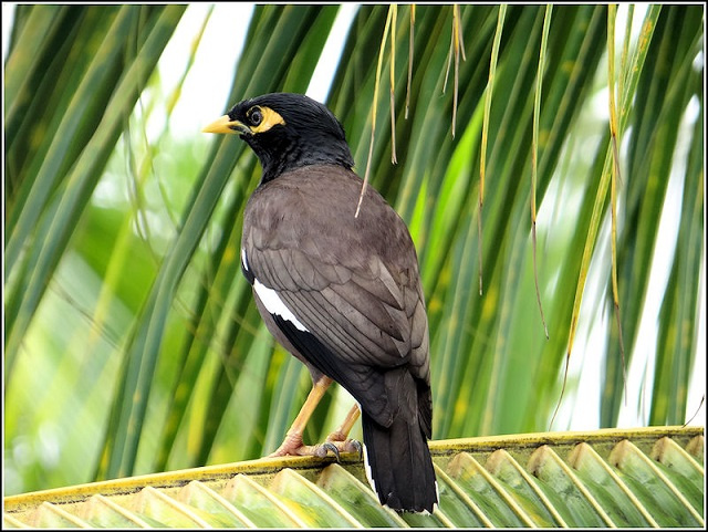 More myna birds mean increased threat for black parrots on Seychelles' Praslin island