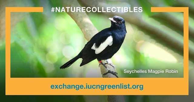 Nature Seychelles vend des pies chanteuses via la nouvelle plate-forme: NFT