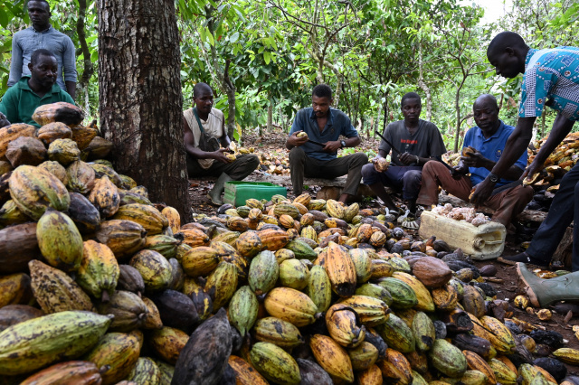 Top producers Ivory Coast, Ghana sign cocoa cooperation deal