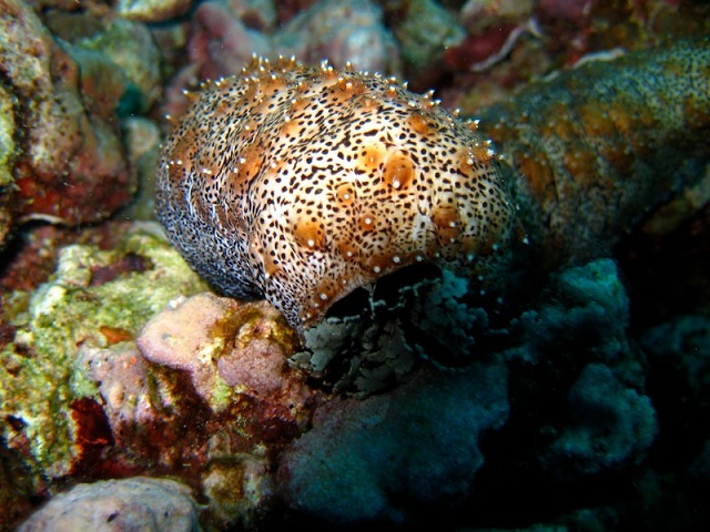 Seychelles Fishing Authority to launch sea cucumber study; harvesters to help