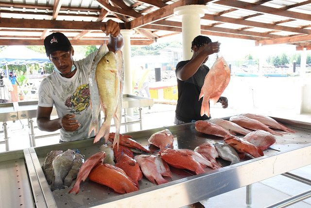 Moins de petits poissons pêchés aux Seychelles, cela incitera la reconstitution des stocks