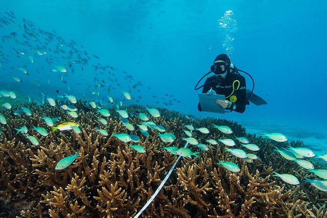 La nouvelle politique sur les récifs coralliens aux Seychelles cherche à minimiser les menaces et à améliorer la sensibilisation à la vulnérabilité