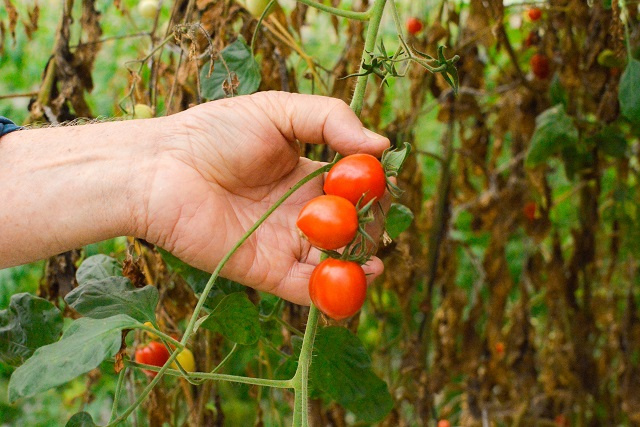 Les Seychelles envisagent de cultiver des tomates sous serre pendant la saison des pluies