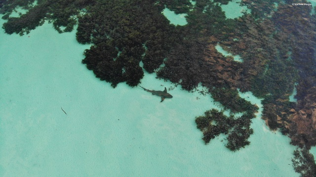 Data on Seychelles' seagrass, a vital carbon sink, is shared at climate conference