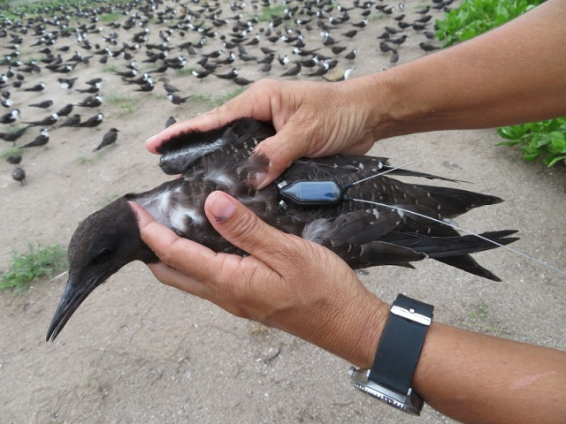 Satellite tracking project monitors sooty tern movement across Seychelles