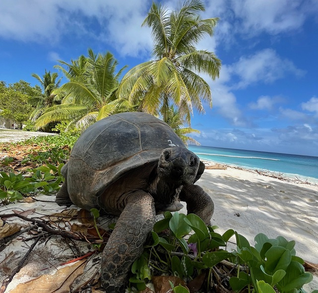 8 Aldabra giant tortoises find new freedom on Seychelles' D'Arros Island