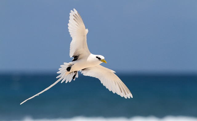 Predators and climate change threaten Seychelles' white-tailed tropicbird