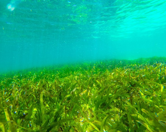 Protection and management of Seychelles’ seagrass meadows vital to curb climate change impact, study indicates
