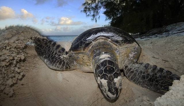 Protected green turtles thriving well on Seychelles' Aldabra atoll - 15,000 per year surviving, says Endangered Species Research journal