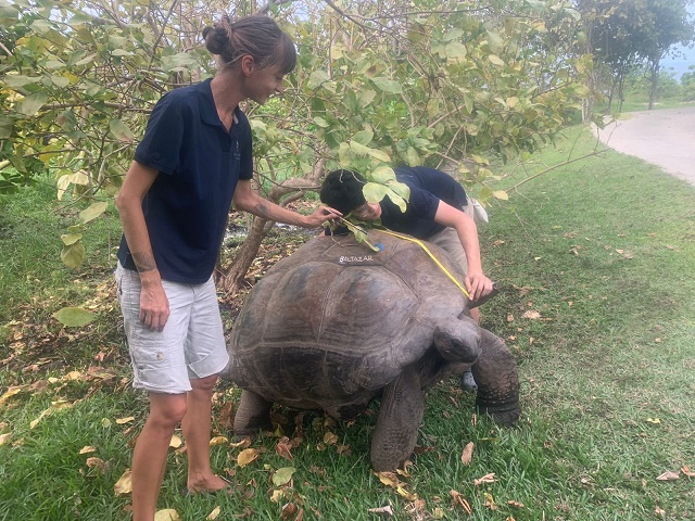 Census starts on second biggest giant tortoise population in the world on Fregate Island in Seychelles