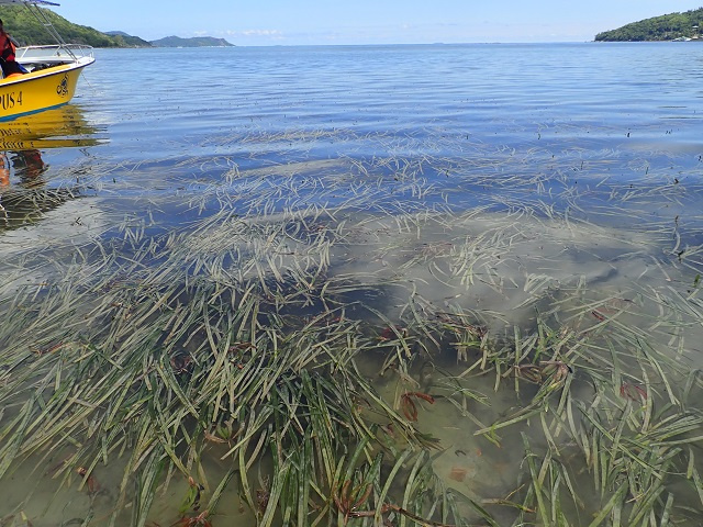 "Let's hear it for seagrass" - Seychelles' youth share passion for nature in UN-backed podcast 