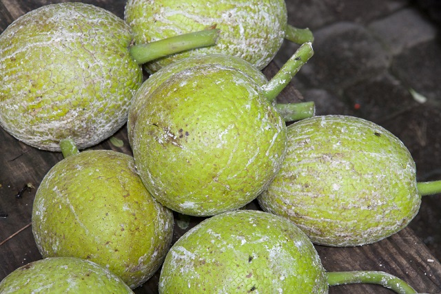 Seychelles undertaking breadfruit census for improved food security
