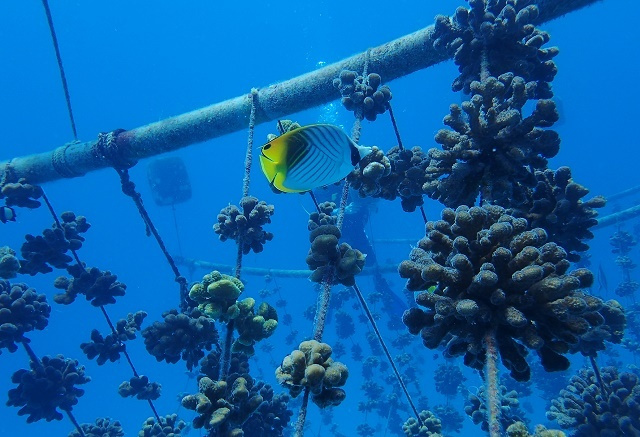 Heat-resilient "super corals": Nature Seychelles setting up aquaculture farm for future corals