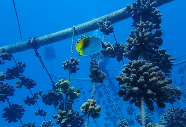 « Super coraux résistants à la chaleur » : Nature Seychelles met en place une ferme d’aquaculture pour les futurs coraux