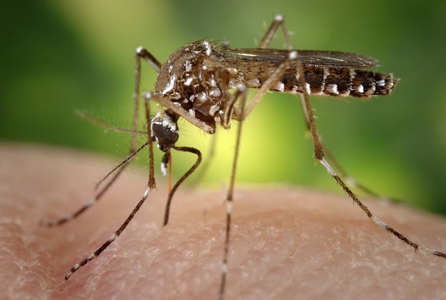 New mosquito discovered in Seychelles through genetic sequencing