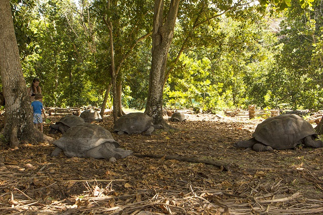 L'autorité des parcs des Seychelles renouvelle son accord pour la recherche internationale sur les chauves-souris et les tortues géantes