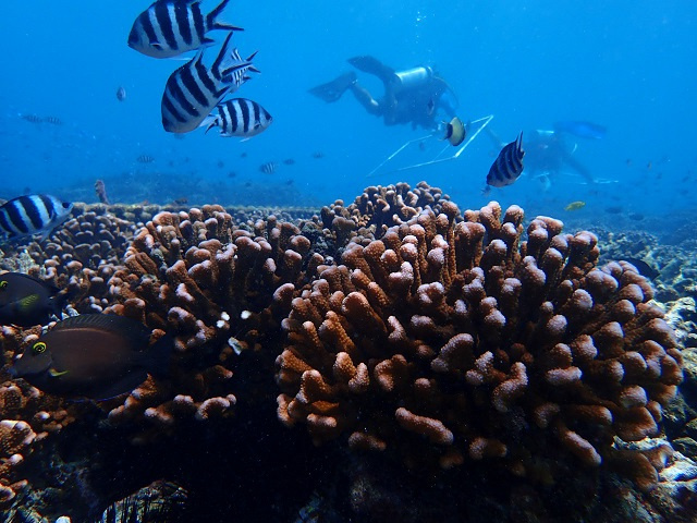 Coral reef restoration: 3 sites in Seychelles chosen for REEFFISH project 