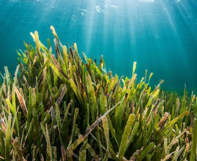 Engagement carbone bleu : les herbiers marins des Seychelles cartographiés