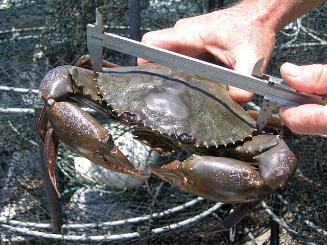 Caught, tagged and released: First mud crab study launched in Seychelles