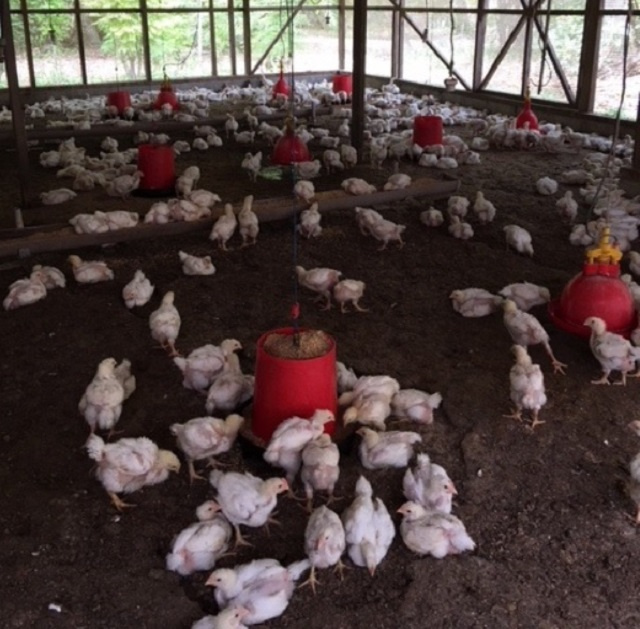 Seychelles reveals numerous measures to encourage local chicken production