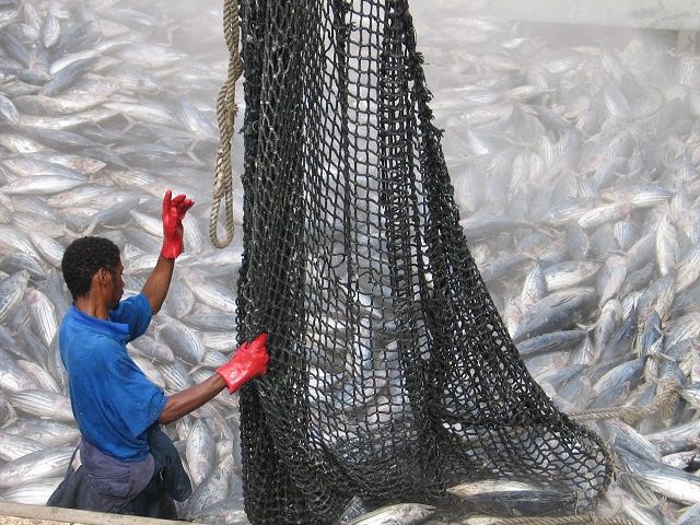 Pêche au thon aux Seychelles : l'OPAGAC s'inquiète des quotas et des coûts d'exploitation élevés