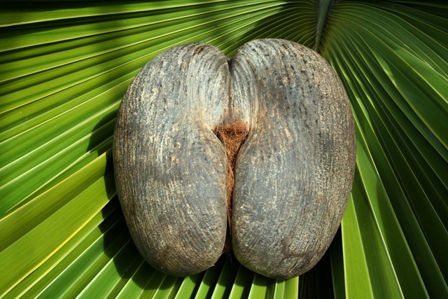 Sales of Seychelles' coco de mer nut doubled in 2022